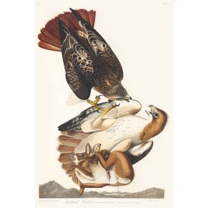 Red-tailed Hawk, Plate 51. John James Audubon Birds of America Special Edition Giclée Print