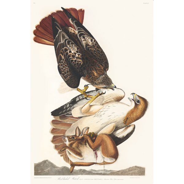 Red-tailed Hawk, Plate 51. John James Audubon Birds of America Special Edition Giclée Print