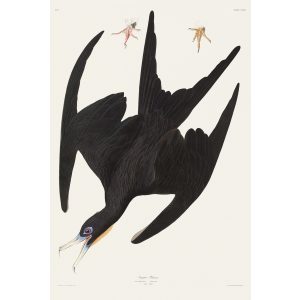 Audubon 271 Frigate Pelican (DEF)