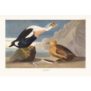 Audubon 276 King Duck (DEF)