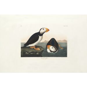 Audubon 293 Large Billed Puffin