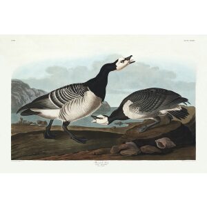 Audubon 296 Barnacle Goose (DEF)