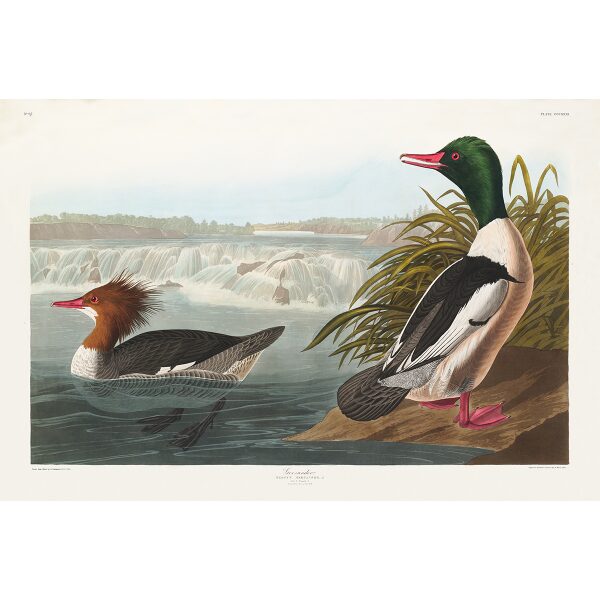 John James Audubon Birds of America Plate 331 Goosander Giclée Print