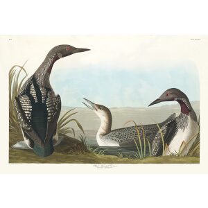 John James Audubon Birds of America Plate 346 Black Throated Diver Giclée Print