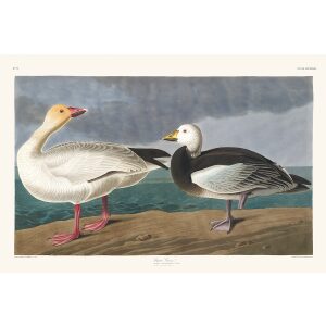 John James Audubon Birds of America Plate 381 Snow Goose Giclée Print