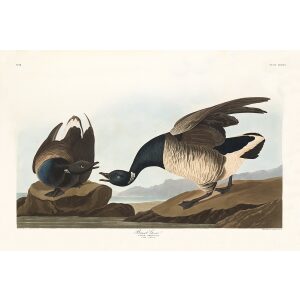 John James Audubon Birds of America Plate 391 Brant Goose Giclée Print