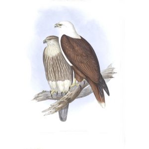 White-breasted Sea-eagle - Haliastur Leucosternus - John Gould Birds of Australia Volume 1 - Facsimile Giclee Print - Heritage Prints