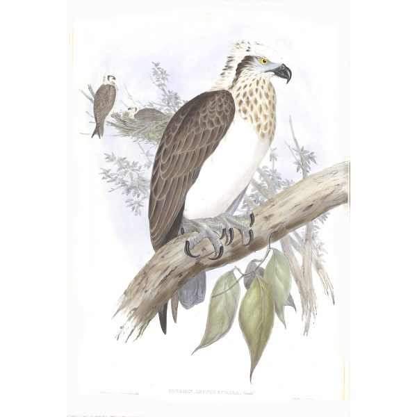 White-headed Osprey - Pandon Leucocephalus - John Gould Birds of Australia Volume 1 - Facsimile Giclee Print - Heritage Prints