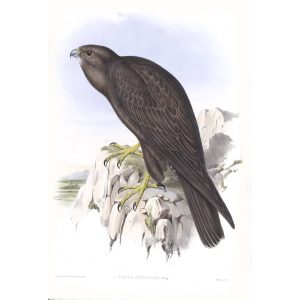 Black Falcon - Falco Subniger - John Gould Birds of Australia Volume 1 - Facsimile Giclee Print - Heritage Prints