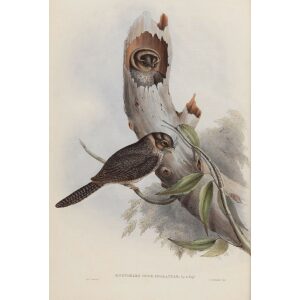 Owlet Nightjar Aegotheles Novae-Hollandiae 001 by John Gould Birds of Australia Volume II. Museum quality giclee print. Heritage Prints.