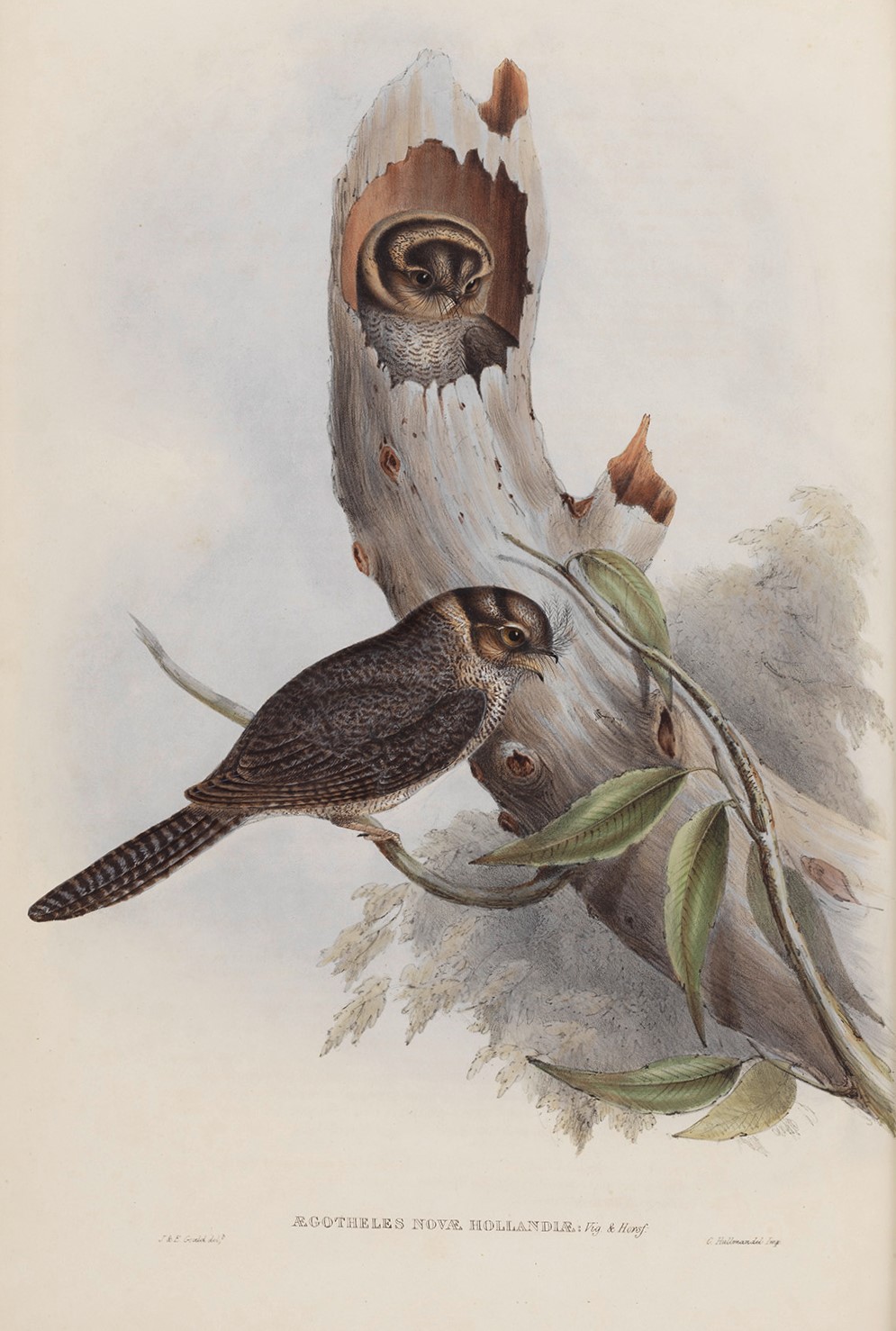 Owlet au best sale