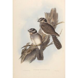 White-bellied Owlet Nightjar 002 by John Gould. Birds of Australia Volume 2. Museum quality giclee print. Facsimile Giclee