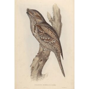 Tawny-shoulderd Podargus 003 by John Gould. Birds of Australia Volume 2. Museum quality giclee print. Facsimile Giclee