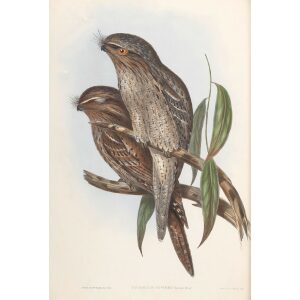 Curvier's Podargus 004 by John Gould. Birds of Australia Volume 2. Museum quality giclee print. Facsimile Giclee
