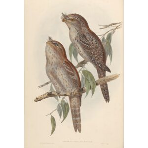 Moth-plumaged Podargus 005 by John Gould. Birds of Australia Volume 2. Museum quality giclee print. Facsimile Giclee