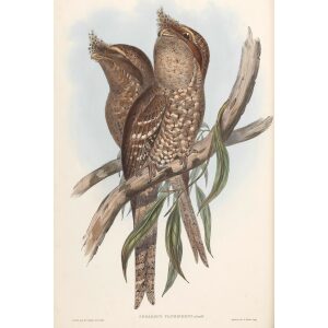 Plumed Podargus 006 by John Gould. Birds of Australia Volume 2. Museum quality giclee print. Facsimile Giclee