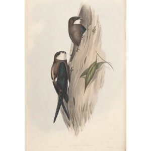 Australian Spine-tailed Swallow 010 by John Gould. Birds of Australia Volume 2. Museum quality giclee print. Facsimile Giclee