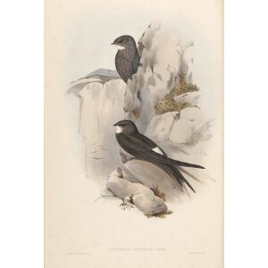 Australian Swift 011 by John Gould. Birds of Australia Volume 2. Museum quality giclee print. Facsimile Giclee