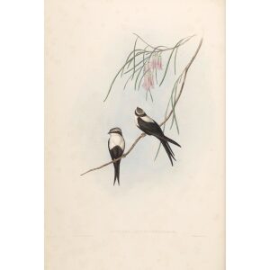 White-breasted Swallow 012 by John Gould. Birds of Australia Volume 2. Museum quality giclee print. Facsimile Giclee