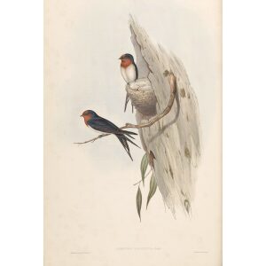 Welcome Swallow 013 by John Gould. Birds of Australia Volume 2. Museum quality giclee print. Facsimile Giclee