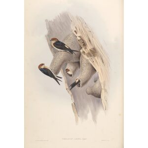Fairy Martin 015 by John Gould. Birds of Australia Volume 2. Museum quality giclee print. Facsimile Giclee