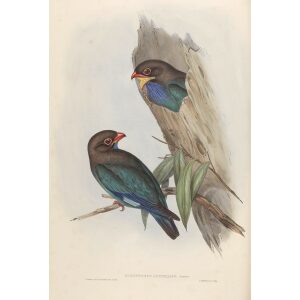 Australian Roller 017 by John Gould. Birds of Australia Volume 2. Museum quality giclee print. Facsimile Giclee