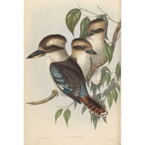 Great Brown Kingfisher 018 by John Gould. Birds of Australia Volume 2. Museum quality giclee print. Facsimile Giclee