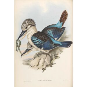 Leach's Kingfisher 019 by John Gould. Birds of Australia Volume 2. Museum quality giclee print. Facsimile Giclee