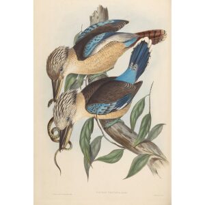 Fawn-breasted Kingfisher 020 by John Gould. Birds of Australia Volume 2. Museum quality giclee print. Facsimile Giclee