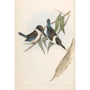 Sordid Halcyon 023 by John Gould. Birds of Australia. Museum quality giclee prints. Facsimile Giclee by Heritage Prints.