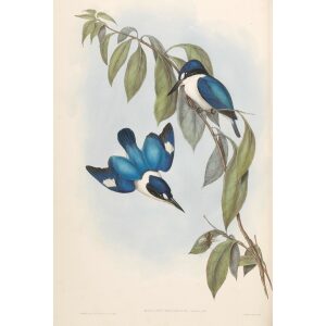 MacLeay's Halcyon 024 by John Gould. Birds of Australia. Museum quality giclee prints. Facsimile Giclee by Heritage Prints.