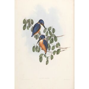 Azure Kingfisher 025 by John Gould. Birds of Australia. Museum quality giclee prints. Facsimile Giclee by Heritage Prints.