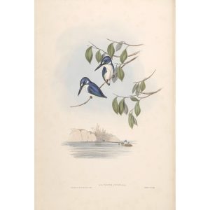 Little Kingfisher 026 by John Gould. Birds of Australia. Museum quality giclee prints. Facsimile Giclee by Heritage Prints.