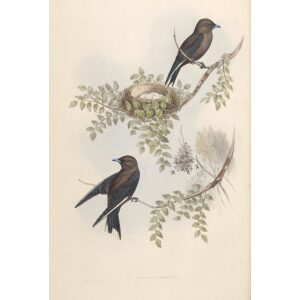 Wood Swallow 027 by John Gould. Birds of Australia. Museum quality giclee prints. Facsimile Giclee by Heritage Prints.