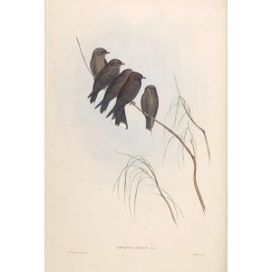 Little Wood Swallow 028 by John Gould. Birds of Australia. Museum quality giclee prints. Facsimile Giclee by Heritage Prints.
