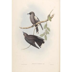 Grey-breasted Wood Swallow 029 by John Gould. Birds of Australia. Museum quality giclee prints. Facsimile Giclee by Heritage Prints.