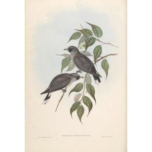 White-vented Wood Swallow 030 by John Gould. Birds of Australia. Museum quality giclee prints. Facsimile Giclee by Heritage Prints.