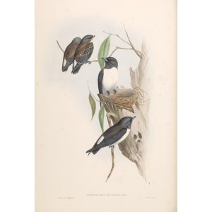 White-rumped Wood Swallow 033 by John Gould. Birds of Australia. Museum quality giclee prints. Facsimile Giclee by Heritage Prints.
