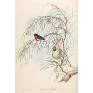 Swallow Dicaeum 034 by John Gould. Birds of Australia. Museum quality giclee prints. Facsimile Giclee by Heritage Prints.