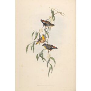 Spotted Pardalote 035 by John Gould. Birds of Australia. Museum quality giclee prints. Facsimile Giclee by Heritage Prints.