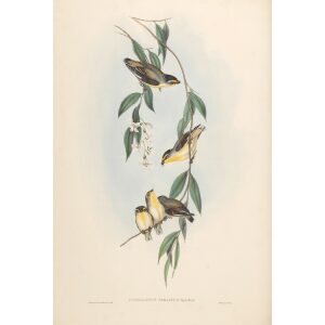 Striated Pardalote 038 by John Gould. Birds of Australia. Museum quality giclee prints. Facsimile Giclee by Heritage Prints.