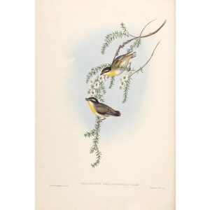 Black-headed Pardalote 040 by John Gould. Birds of Australia. Museum quality giclee prints. Facsimile Giclee by Heritage Prints.