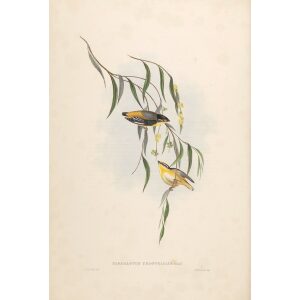 Yellow-rumped Pardalote 041 by John Gould. Birds of Australia Volume II. Museum quality giclee print. Facsimile. Heritage Prints