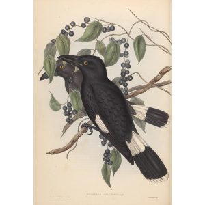 Great Crow-Shrike 042 by John Gould. Birds of Australia Volume II. Museum quality giclee print. Facsimile. Heritage Prints