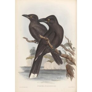 Sooty Crow-Shrike 043 by John Gould. Birds of Australia Volume II. Museum quality giclee print. Facsimile. Heritage Prints