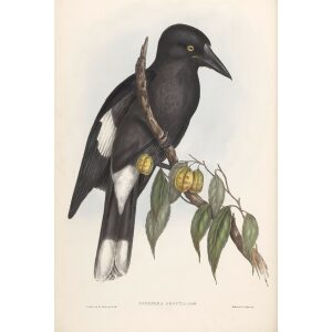 Hill Crow-Shrike 044 by John Gould. Birds of Australia Volume II. Museum quality giclee print. Facsimile. Heritage Prints