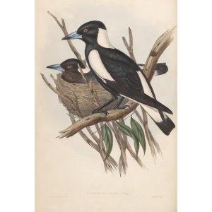 Piping Crow-Shrike 046 by John Gould. Birds of Australia Volume II. Museum quality giclee print. Facsimile. Heritage Prints
