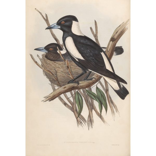 Piping Crow-Shrike 046 by John Gould. Birds of Australia Volume II. Museum quality giclee print. Facsimile. Heritage Prints