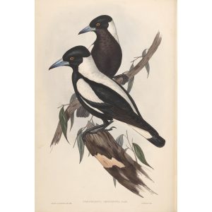 White-backed Crow-Shrike 047 by John Gould. Birds of Australia Volume II. Museum quality giclee print. Facsimile. Heritage Prints