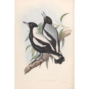 Tasmanian Crow-Shrike 048 by John Gould. Birds of Australia Volume II. Museum quality giclee print. Facsimile. Heritage Prints
